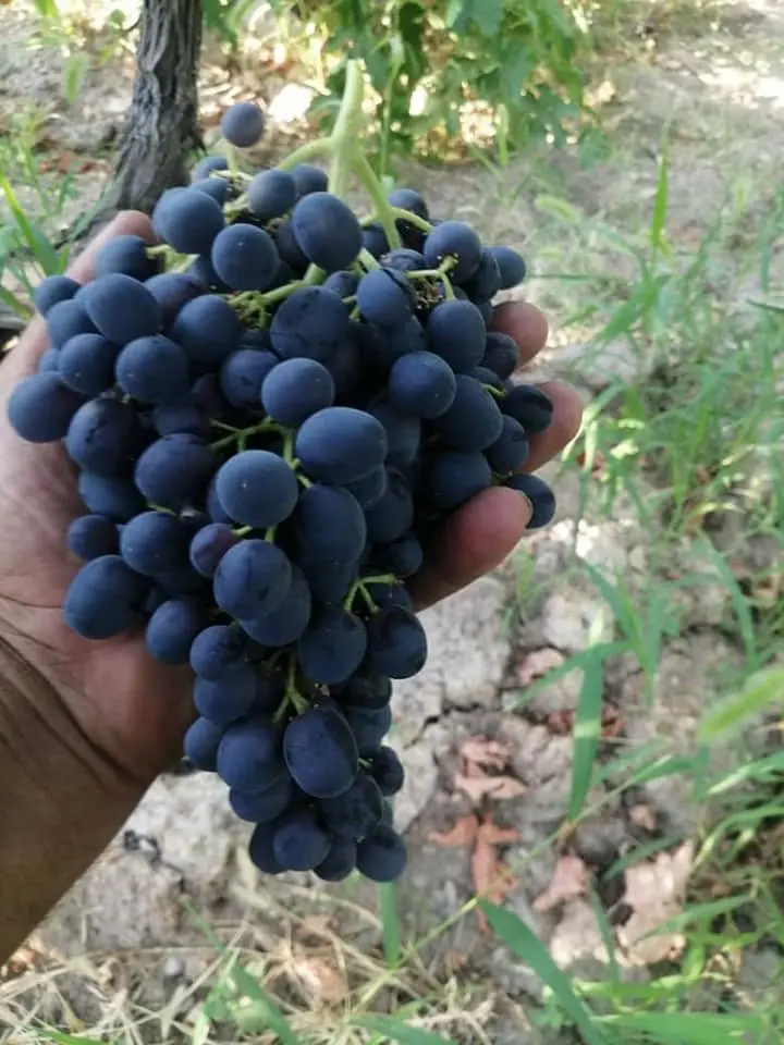 Somfresh grapes @ Piece