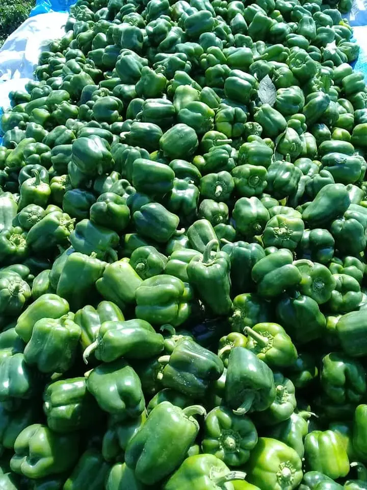 Somfresh Green paper — Per Piece