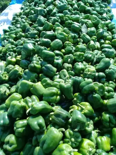 Somfresh Green paper — Per Piece